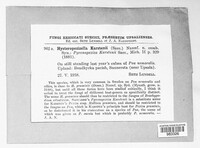 Hysteropezizella karstenii image